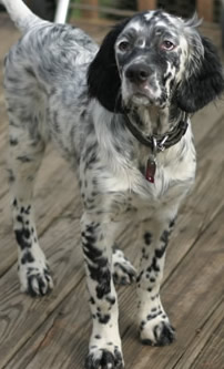 The amazing Llewellin Setter, Blizzard's Steele Waters